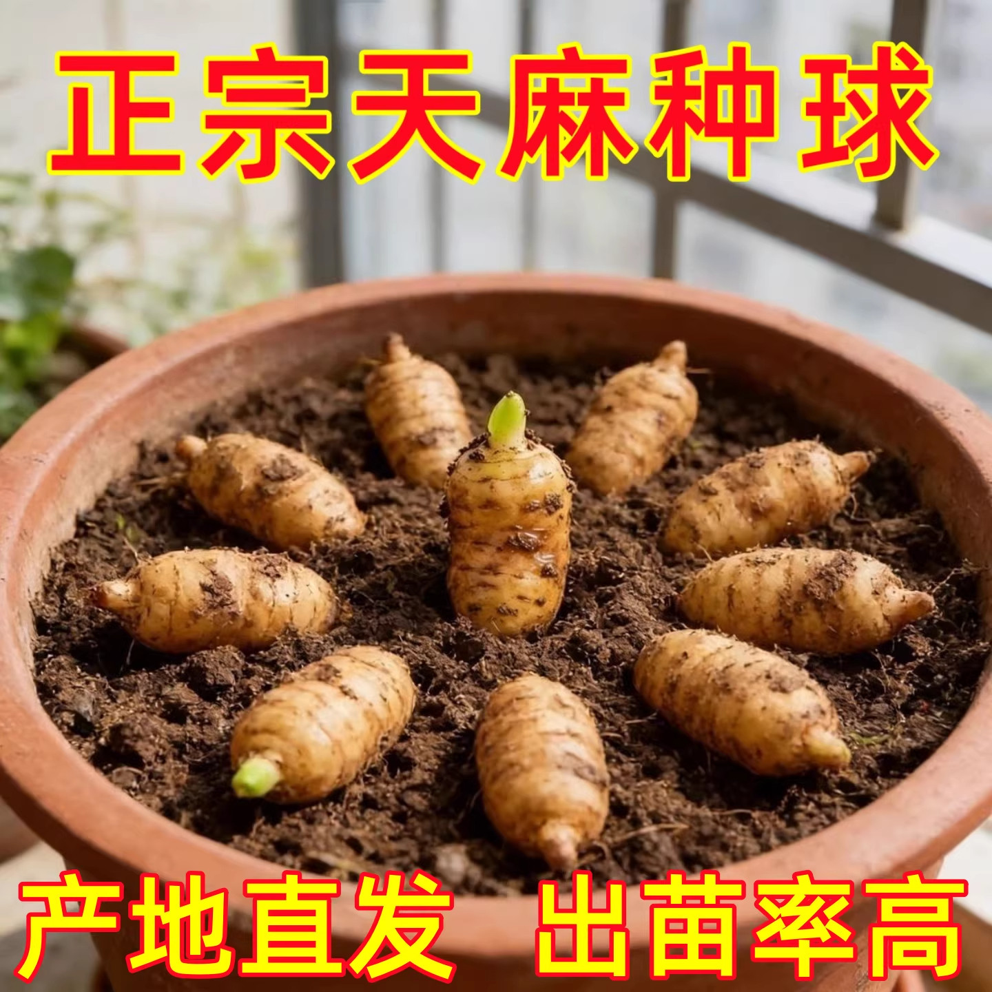 天麻种植苗种子正宗高产天麻种球0代种新鲜现挖高产室内室外阳台
