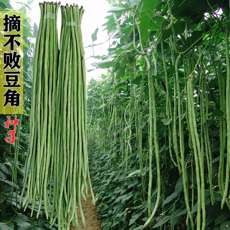 摘不败特长豆角种子春夏农家小院高产无筋豇豆种籽孑春季播种蔬菜