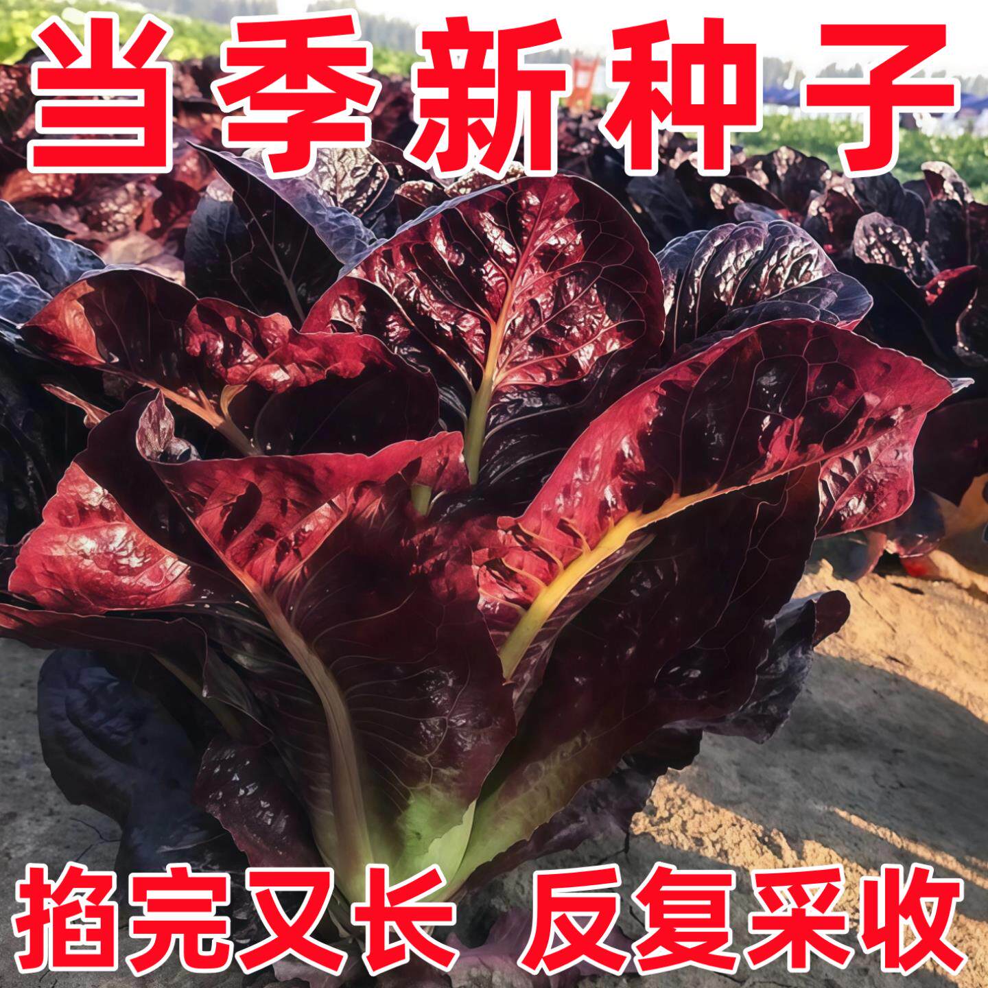 紫孔雀菜种子欧美沙拉包心生菜种籽四季种植高钙营养养颜蔬菜种子