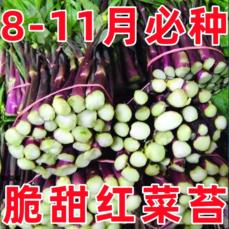 红菜苔种子红菜心正宗洪山菜苔种籽耐寒抗冻阳台盆栽过冬蔬菜种孑