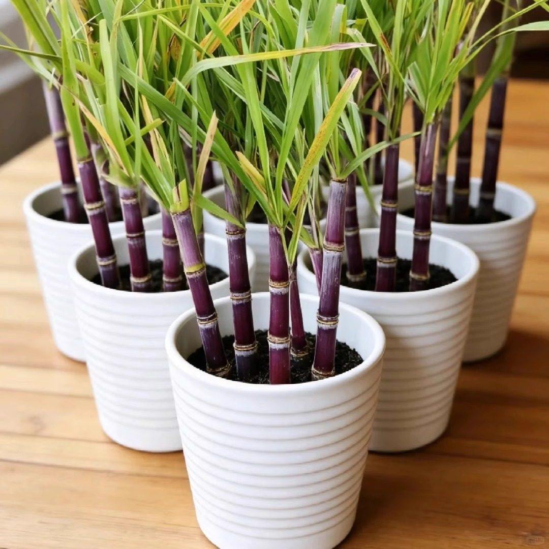 迷你小甘蔗盆栽客厅室内桌面植物阳台花卉绿植水果甘蔗苗种可食用