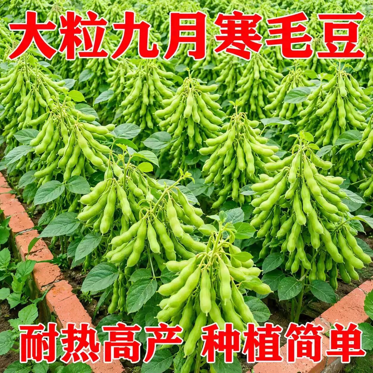 晚熟毛豆种子大粒九月鲜九月寒毛豆高产重阳豆菜豆毛豆蔬菜种孑