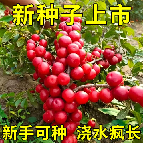 高产钙果种子新采高钙果树种子北方耐寒四季易种活种籽子欧李种子