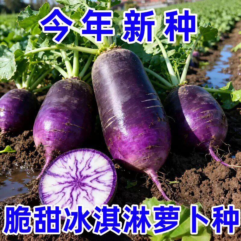 冰激凌水果萝卜种子种籽紫皮冰淇淋水果罗卜籽种菜种红蔬菜孑子