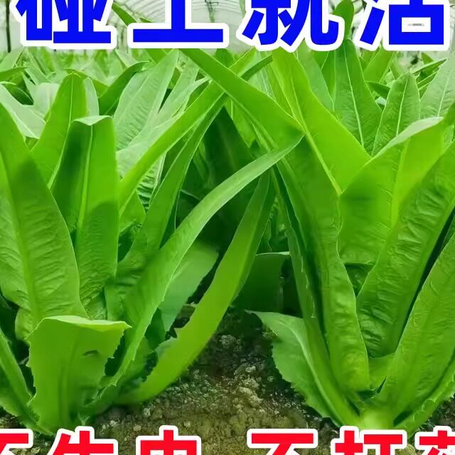大棵油麦菜种子四季青菜种籽菜籽盆栽籽种菜苗秧苗春秋种孑米香