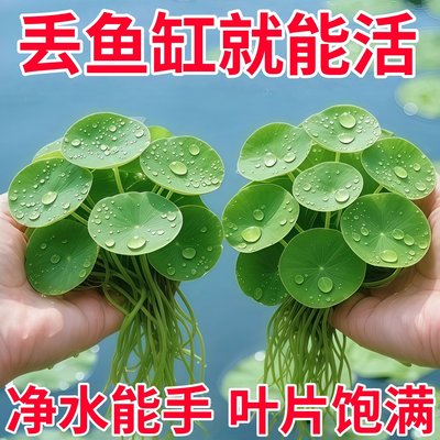 圆心萍浮萍净化水质水培绿植庭院办公室鱼虾龟缸造景增氧漂浮水草