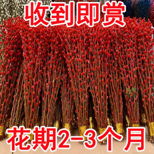 银柳真花鲜枝年宵花卉七多彩大红色银柳干花柳枝水养装 饰招财1米2