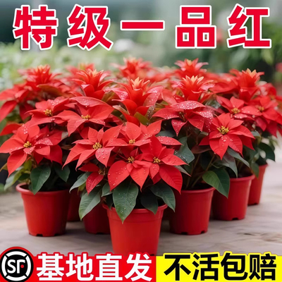 一品红盆栽室内外客厅鲜花绿植圣诞花年宵花阳台庭院四季开花植物