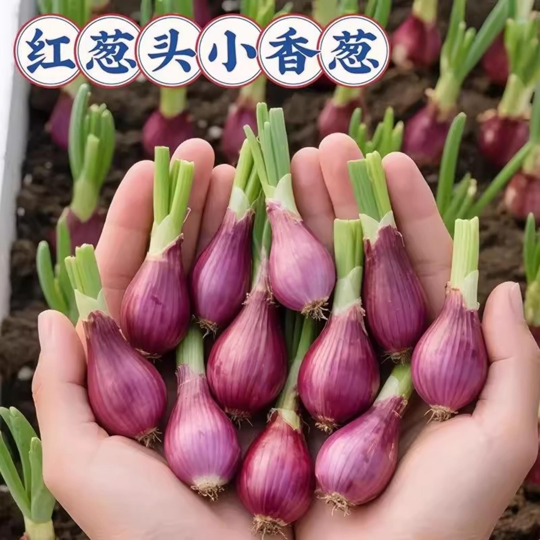 红葱四季小香葱带根香葱根苗盆栽阳台庭院种植新鲜四川正宗红葱头