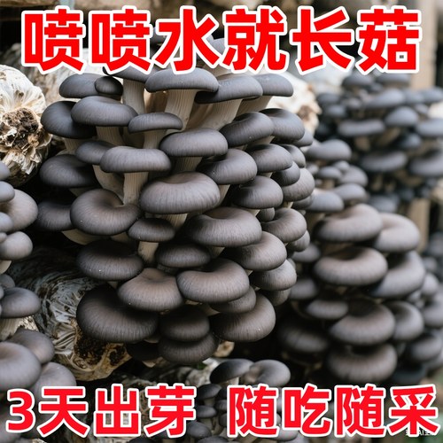 蘑菇种植包可食用菌包平菇菌种家种香菇家庭新鲜室内阳台菌菇菌棒