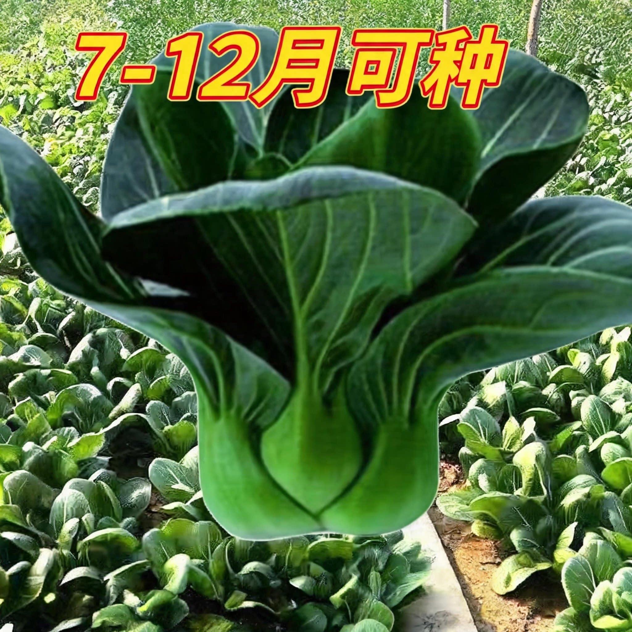 正宗黑叶苏州青大头黑油菜种子秋冬耐寒黑菜籽乌菜蔬菜种子大全