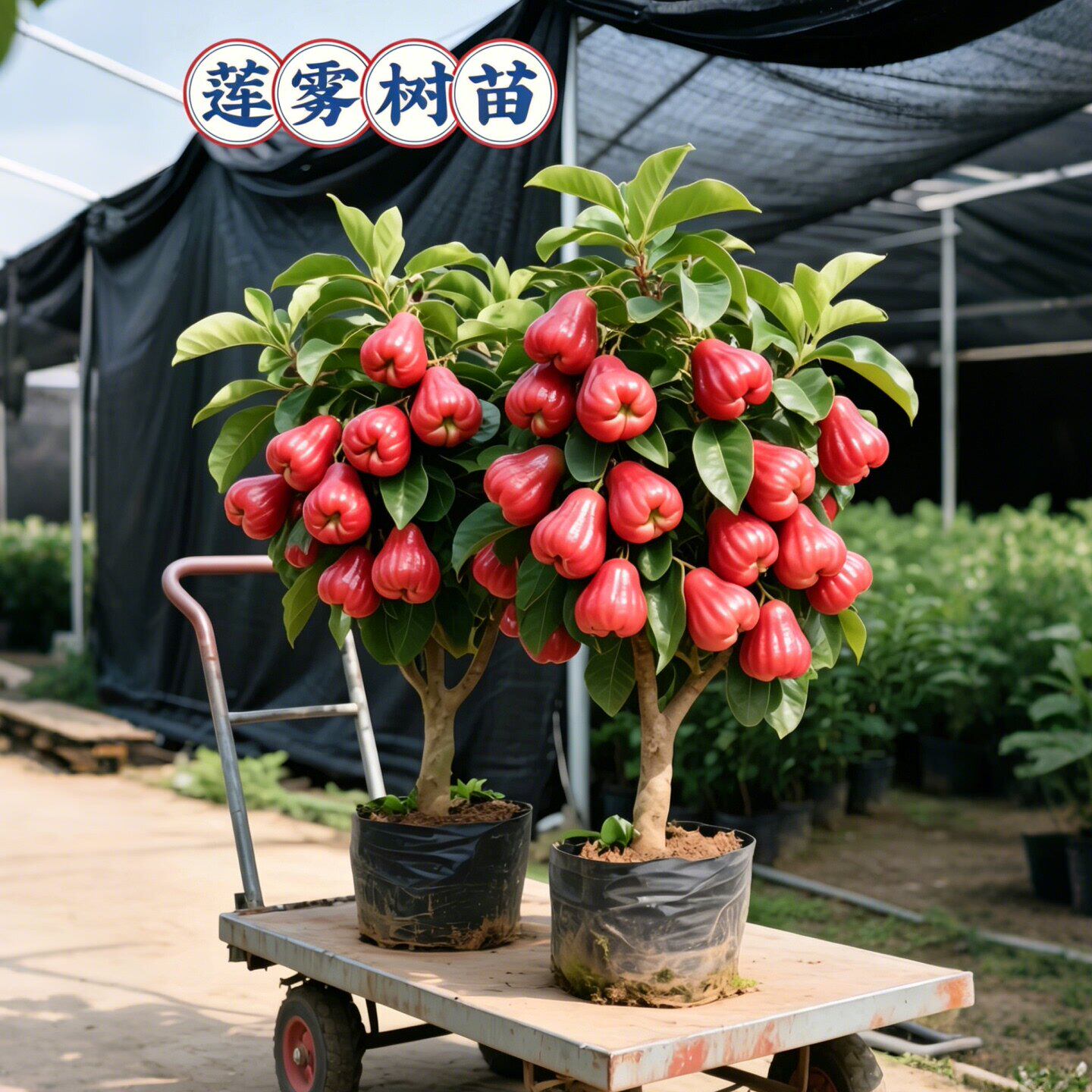 黑金刚莲雾果树果苗嫁接矮化盆栽水果树苗阳台种植当年结果带土球