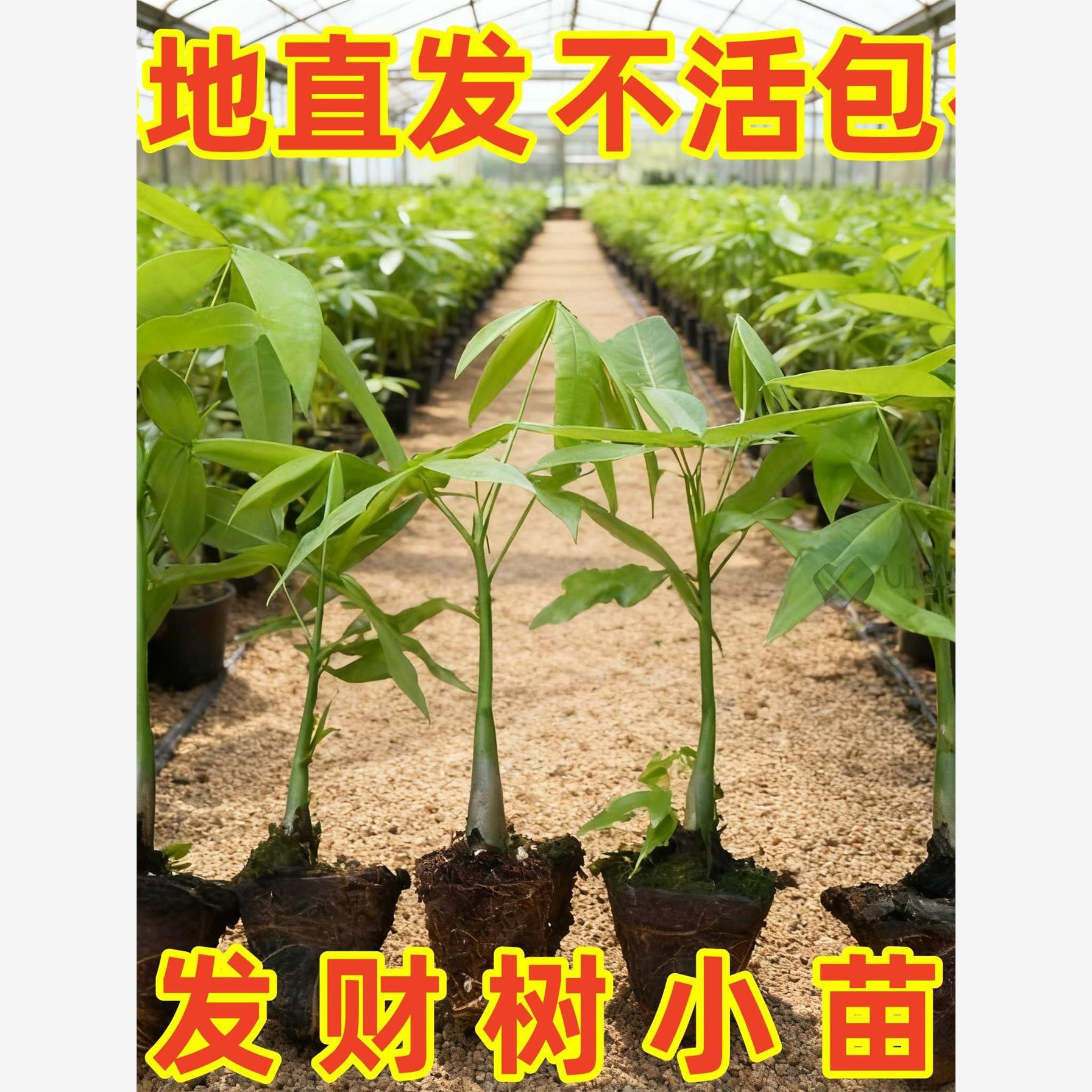 新品发财树种子原生苗小盆栽招财树室内办公室客厅观叶四季常青吸