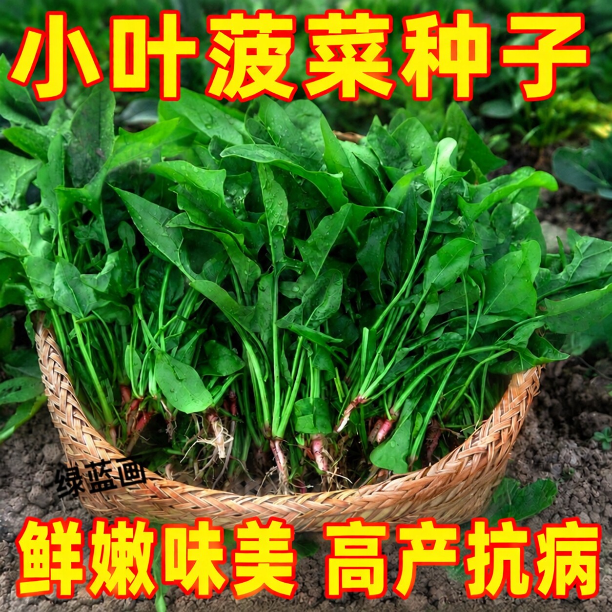 小叶菠菜种子四季秋冬蔬菜高钙家用保健快速冬季蔬菜种子菜籽菜