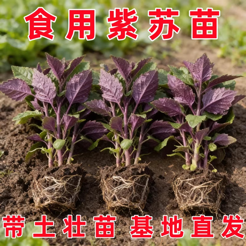 正宗紫苏可食用新鲜紫苏叶鸡冠辣椒香料紫苏子叶新鲜可食用叶子