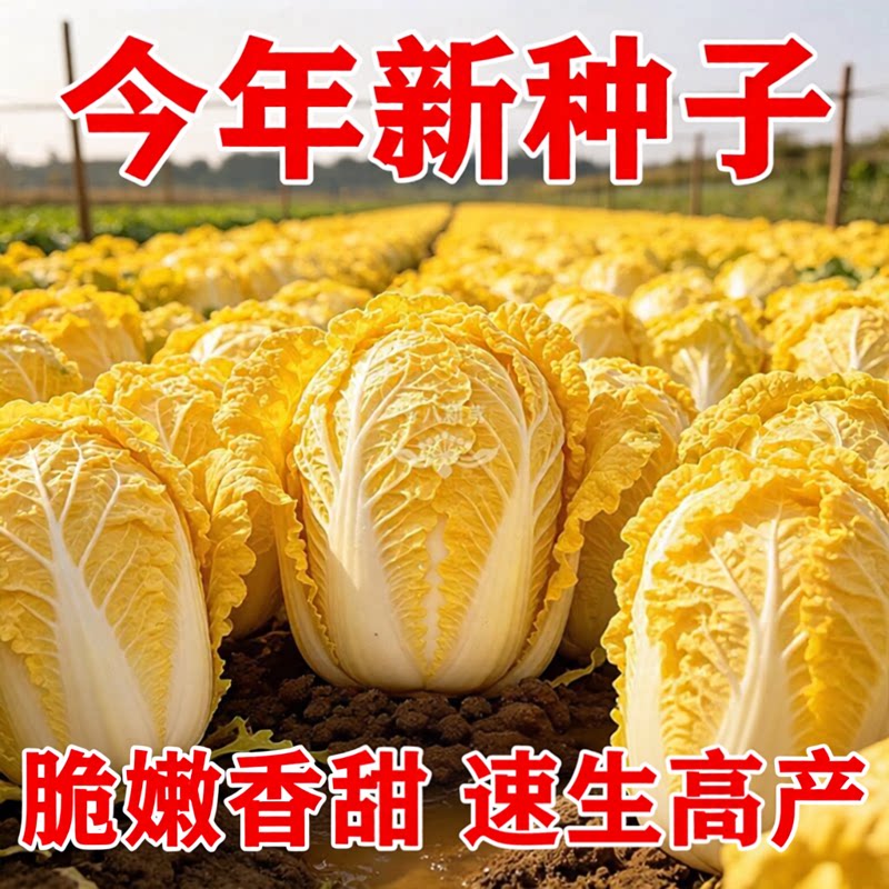 鸡蛋黄奶油大白菜种子真好吃黄心快菜籽农家田园夏秋四季播蔬菜孑