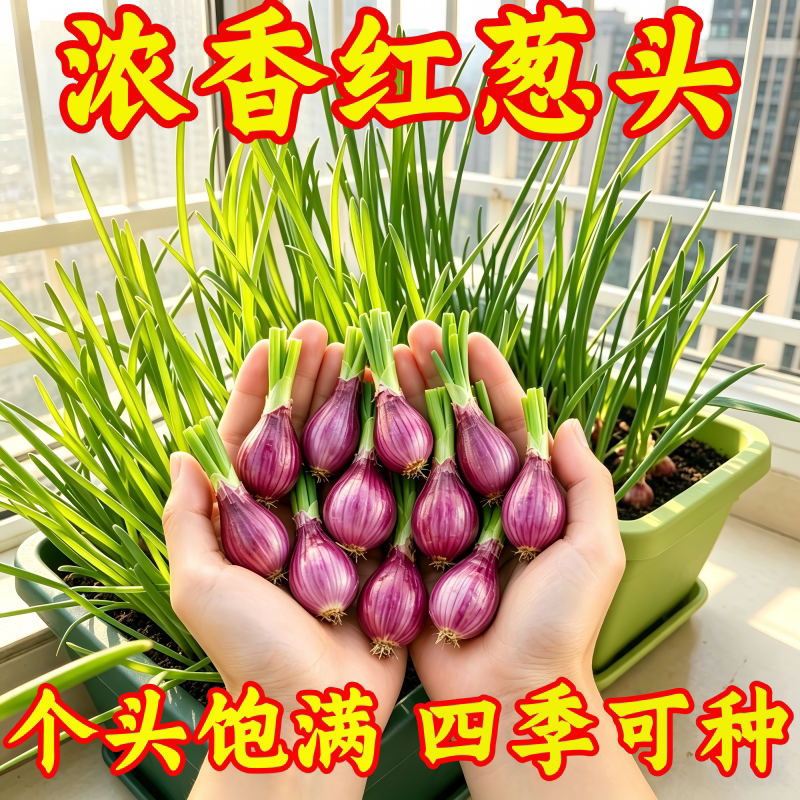 浓香型红葱头四季小香葱食用细小香葱阳台庭院红葱头新四川红葱头
