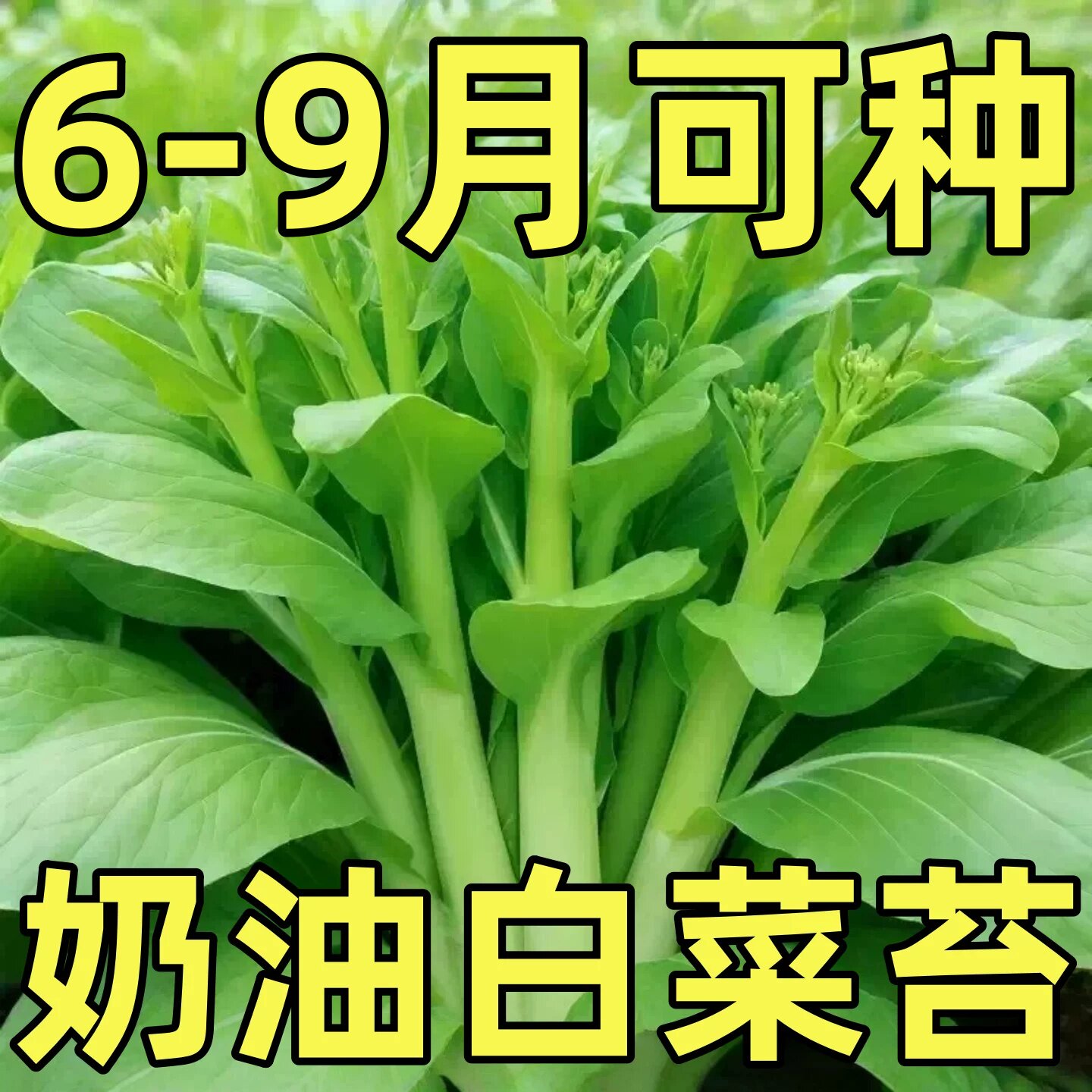 奶油白菜苔种子四季阳台盆栽蔬菜耐热耐寒菜薹懒人易种菜心青菜籽
