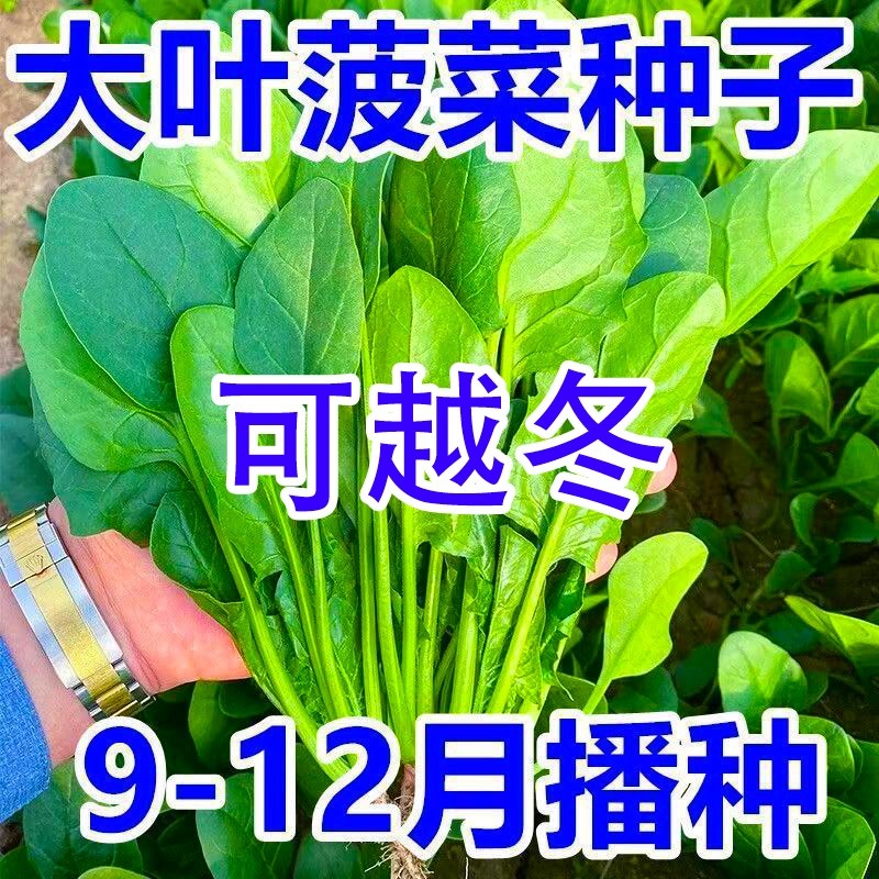大叶菠菜种子种籽耐寒耐热趴地菠菜耐抽苔蔬菜圆叶种孑四季可越冬,鲜花速递/花卉仿真/绿植园艺,红掌/凤梨/温室花卉,淘宝优惠券,粉丝福利购,淘宝优惠卷