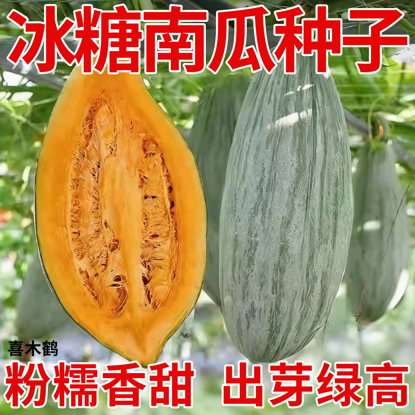 冰糖蛋黄香南瓜种子四季种植板栗味蔬菜香甜糯南瓜种籽家庭阳台,鲜花速递/花卉仿真/绿植园艺,种苗/半成品盆栽,淘宝优惠券,粉丝福利购,淘宝优惠卷