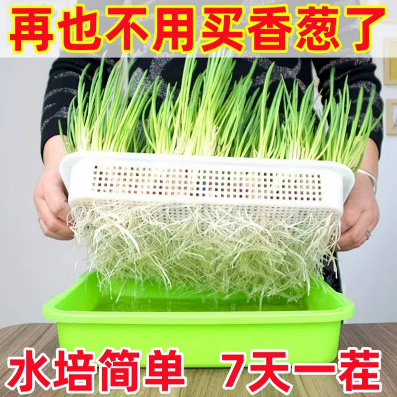 【葱头水培套餐】可种植可食用小香葱红葱头火葱黄葱四季葱苗