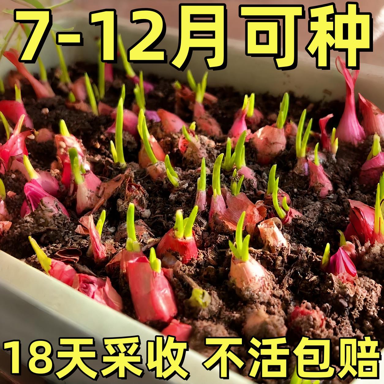 红根小香葱种子红葱头种籽孑香葱头籽葱种小葱菜种四季蔬菜菜籽葱