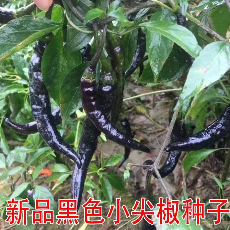 老品种黑色尖椒种子老品种长黑辣椒种子30粒阳台盆栽种植耐阴高产