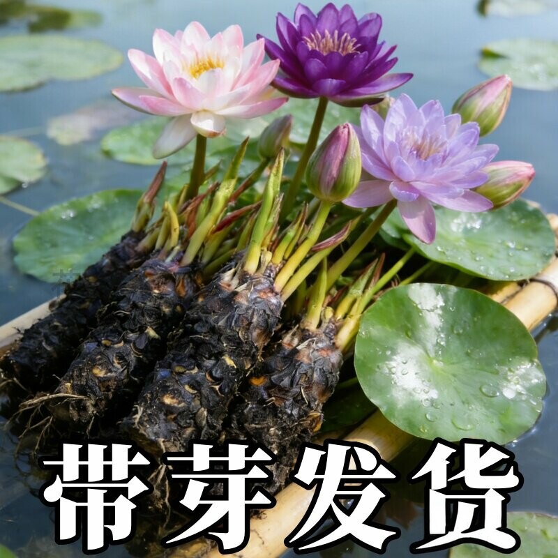 睡莲水培植物四季水养荷花水莲花盆栽花卉水池塘大睡莲根块带花苞