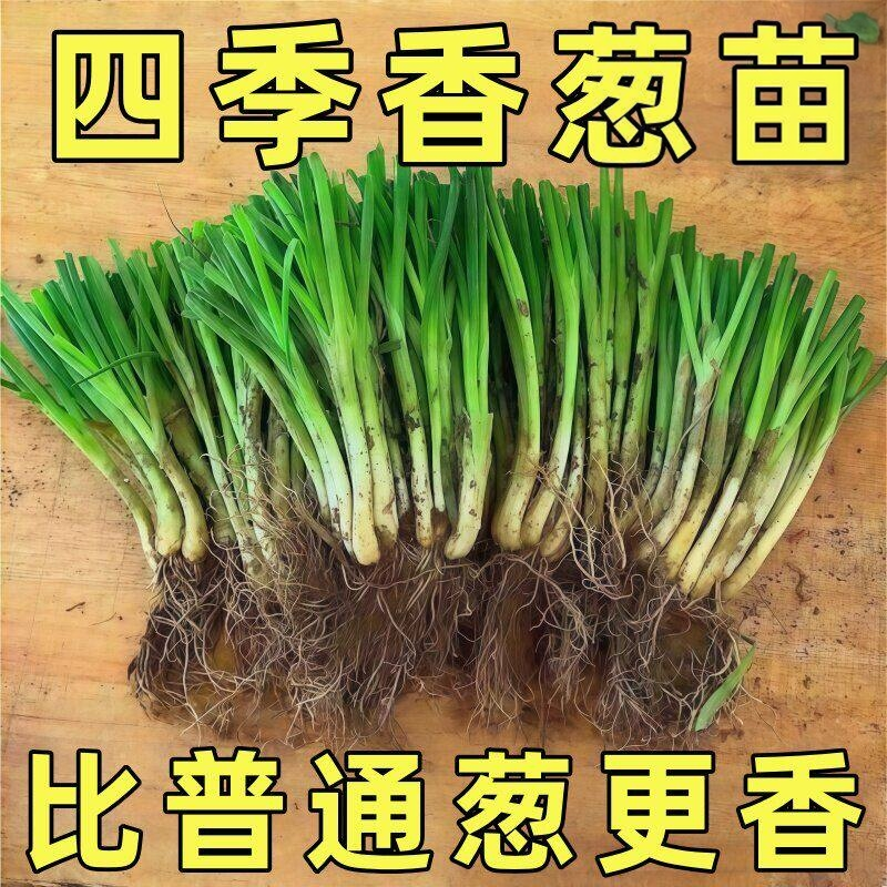 四季小香葱种苗葱苗分葱苗香葱苗带根好养农家庭院阳台盆栽四季苗