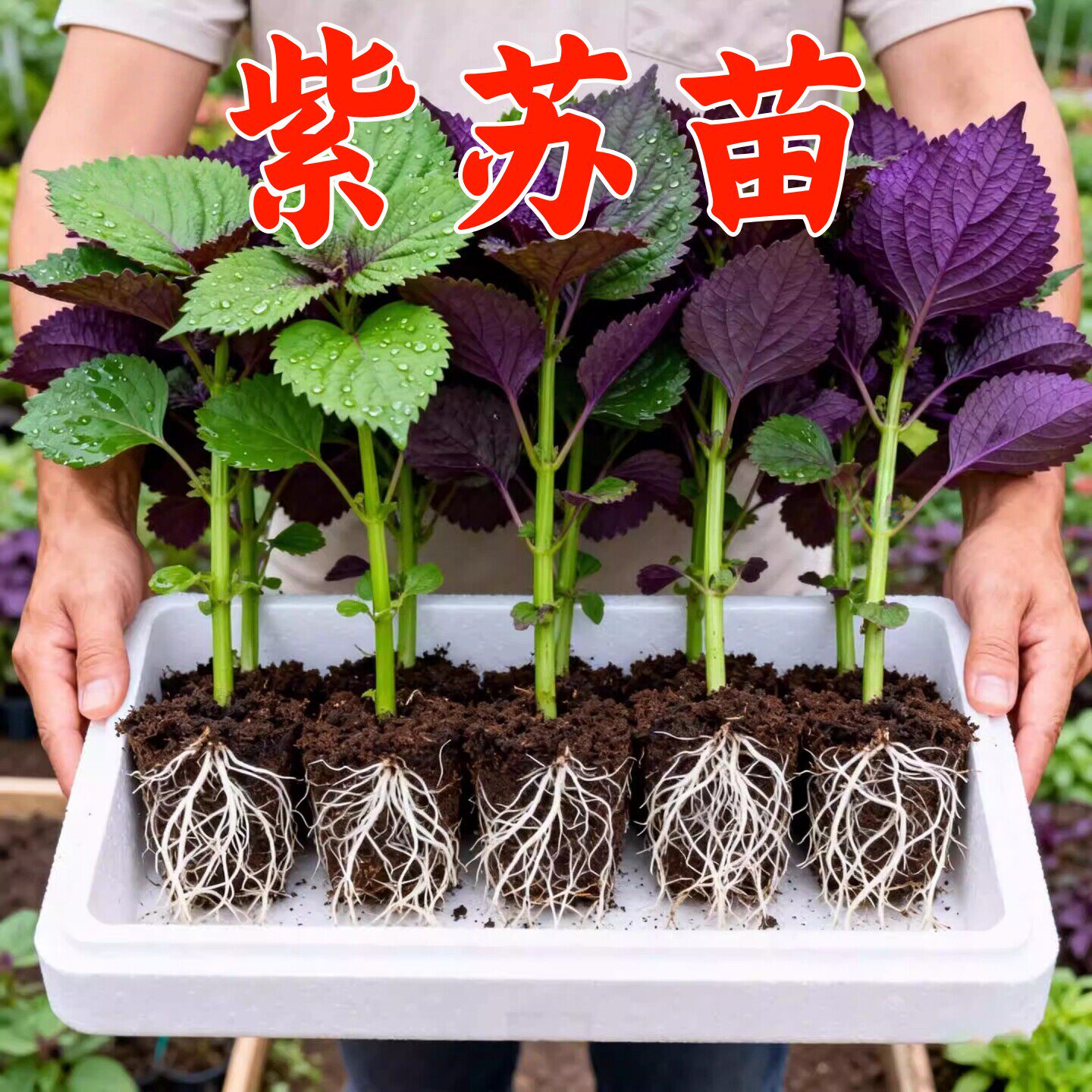 正宗紫苏可食用新鲜紫苏叶鸡冠辣椒香料紫苏子叶新鲜可食用叶子