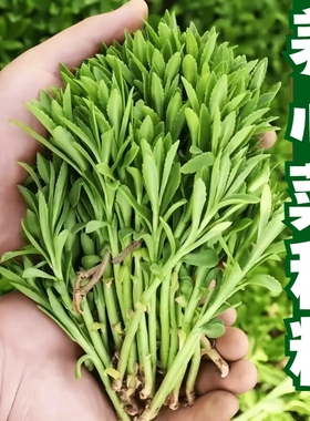 高钙养心菜种子救心菜阳台四季盆栽蔬菜易种高产蔬菜养生菜种籽