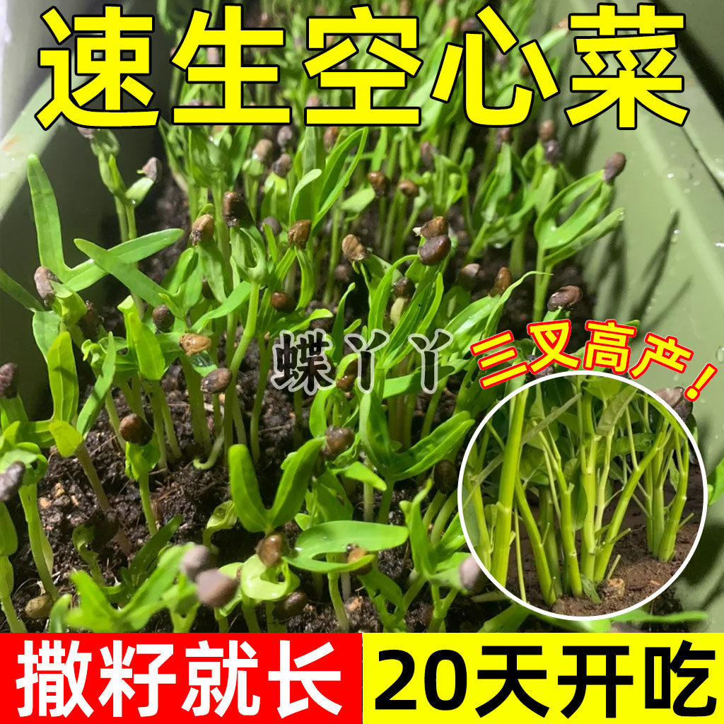 大叶三叉高产空心菜种籽子阳台盆栽庭院四季通心菜耐寒蔬菜种孑籽,鲜花速递/花卉仿真/绿植园艺,红掌/凤梨/温室花卉,淘宝优惠券,粉丝福利购,淘宝优惠卷