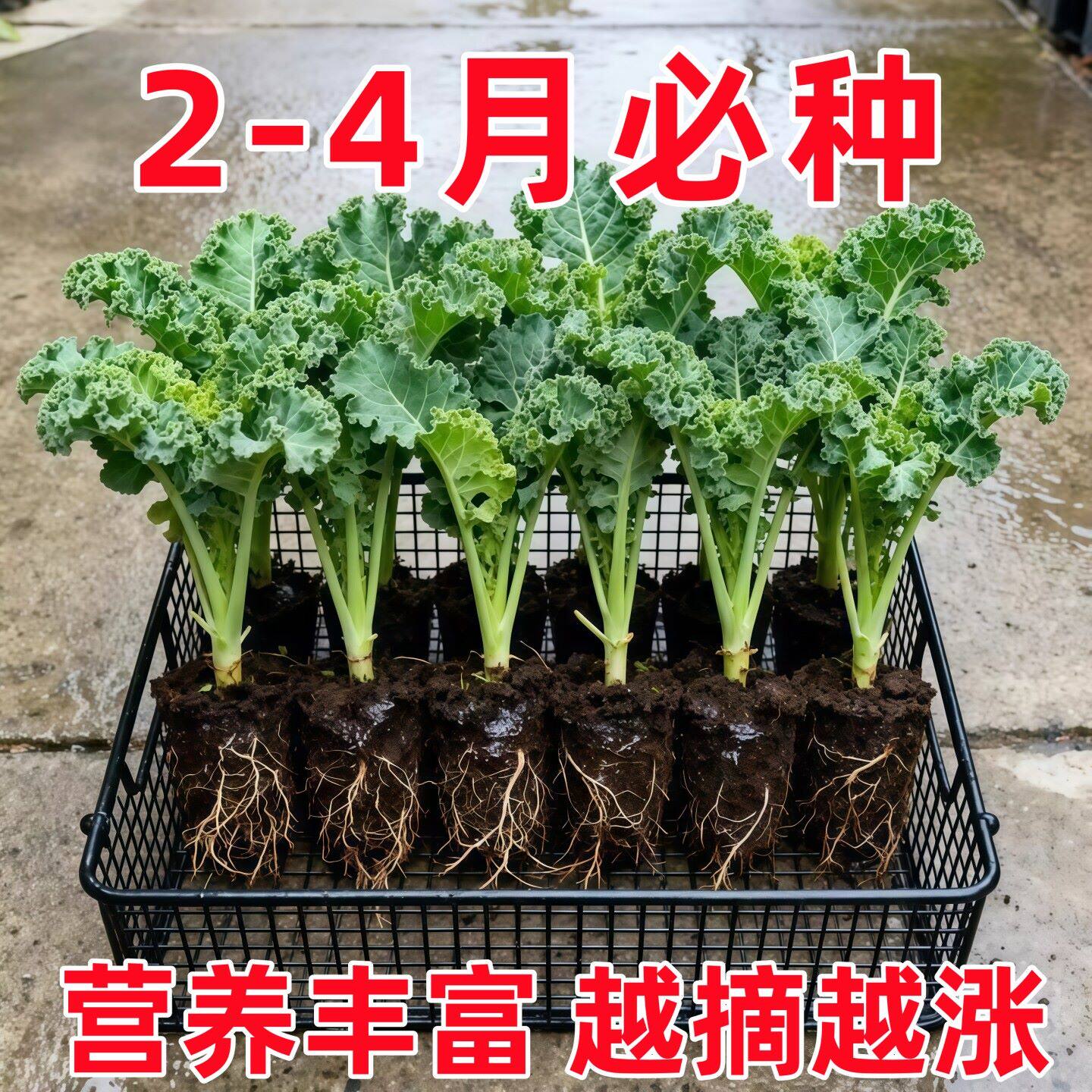 羽衣甘蓝苗食用水果新鲜蔬菜种子盆栽大苗四季有机秧苗家庭高产量