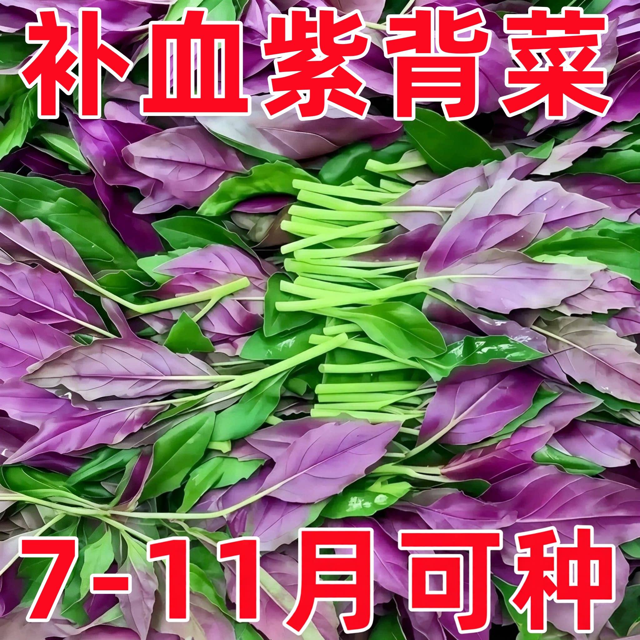 新鲜紫背菜时令蔬菜观音菜血皮菜紫背天葵叶子菜四川农家自种包邮