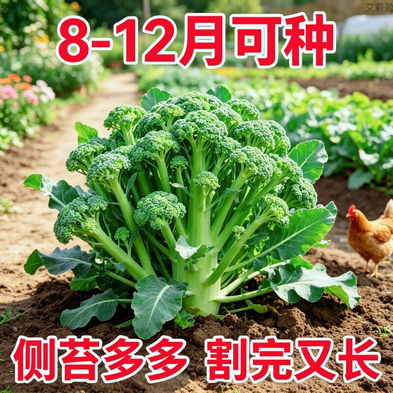 西兰苔种子西洋芥兰种籽小西蓝花芥蓝菜苔菜心四季耐高温蔬菜高产