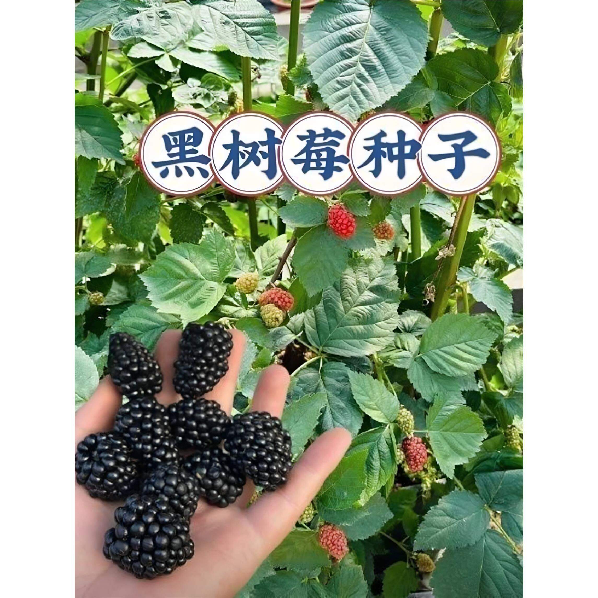 甜蜜黑树莓种子黑树莓种子耐寒黑树莓种子阳台盆栽小院种植简单种
