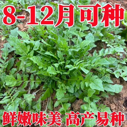 野生荠菜种子四季老品种大叶荠菜种子小叶阳台盆栽蔬菜种子籽大全
