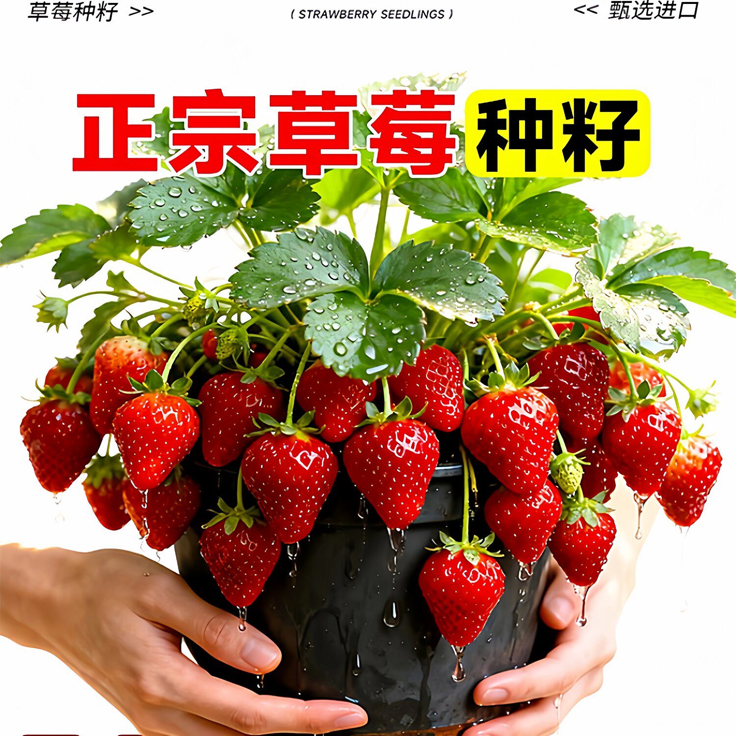 草莓种籽子丹东99四季结果奶油草莓水果种籽蔬菜种籽大全种子孑苗
