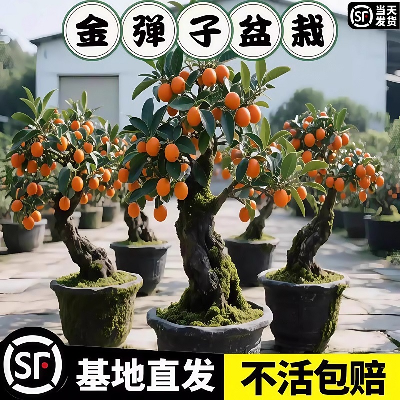 四川小叶金弹子观果盆景公母同株造型观果盆景小苗母桩练手母带