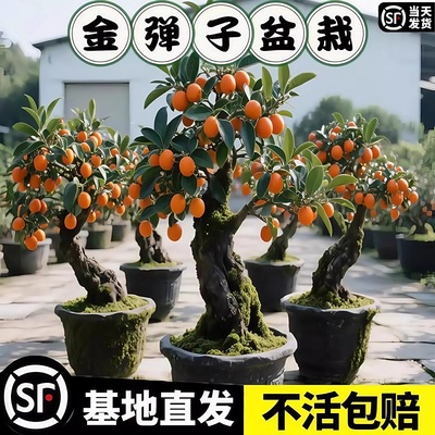 四川小叶金弹子观果盆景公母同株造型观果盆景小苗母桩练手母带