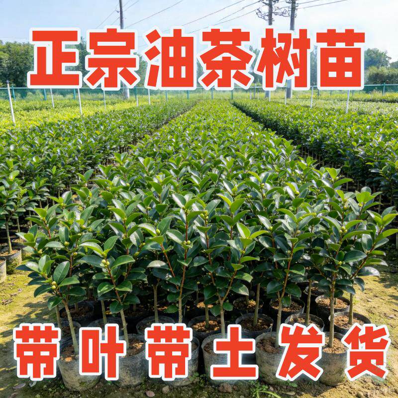 嫁接高产油茶树苗油茶苗杂交良种油茶树苗白花红皮中大果薄皮茶子
