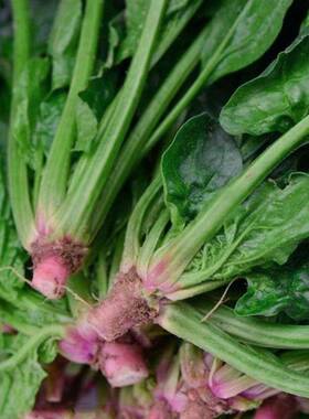 传统老菠种子红根大叶菠菜菜耐寒耐热可越冬田园易种植易管理蔬菜