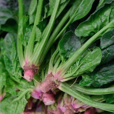 传统老菠种子红根大叶菠菜菜耐寒耐热可越冬田园易种植易管理蔬菜