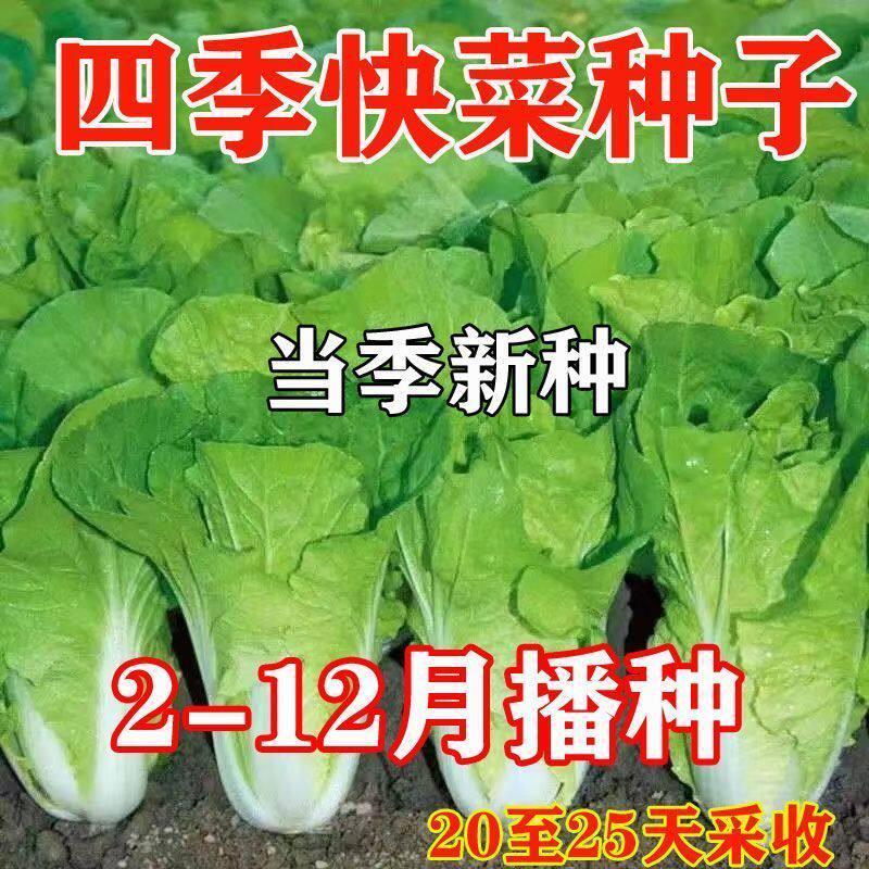 25天速生快菜四季奶油小白菜鲜嫩阳台小院高产耐热耐寒抗病蔬菜茽