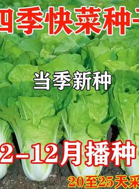 25天速生快菜四季奶油小白菜鲜嫩阳台小院高产耐热耐寒抗病蔬菜茽