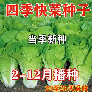 25天速生快菜四季 奶油小白菜鲜嫩阳台小院高产耐热耐寒抗病蔬菜茽