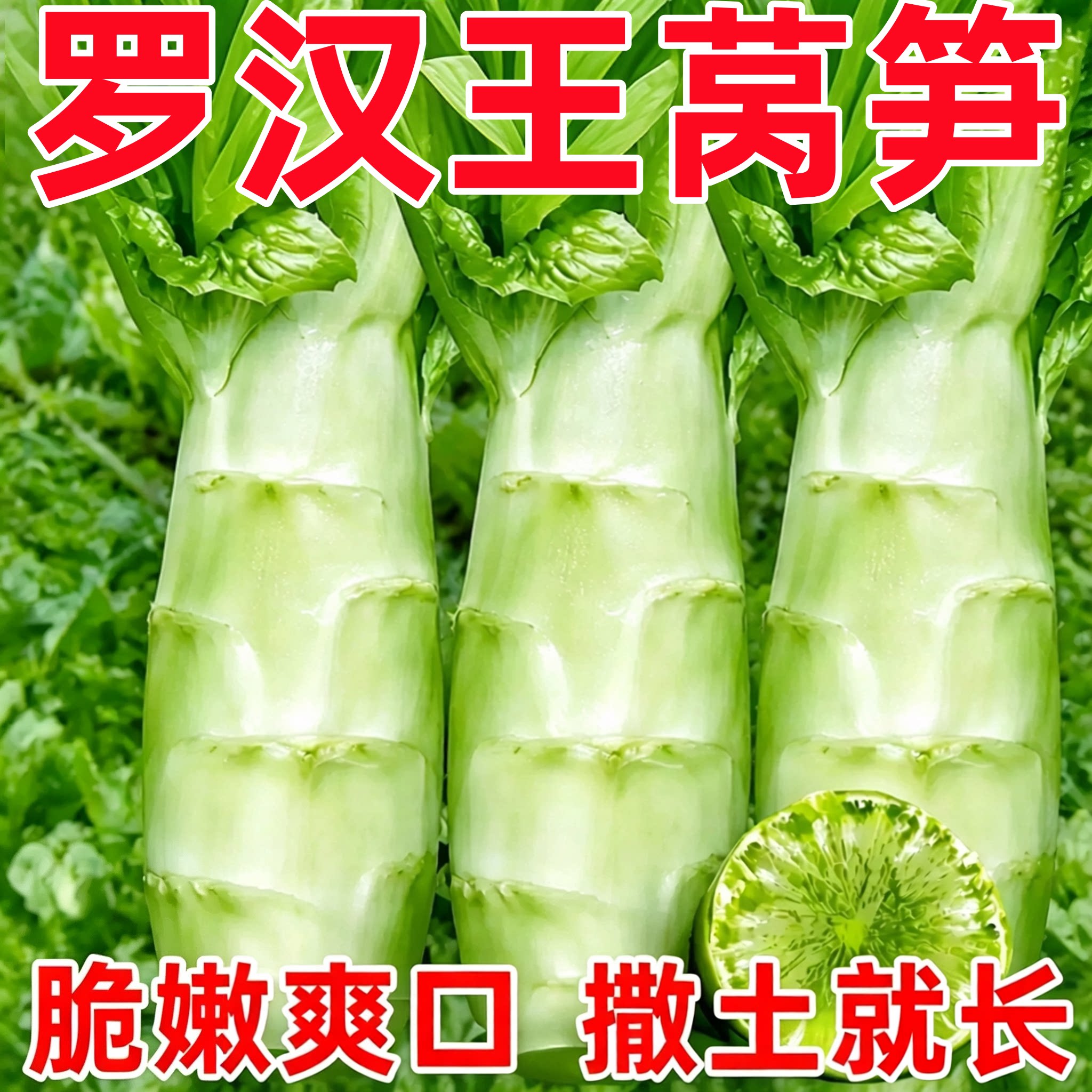 泰国罗汉王莴笋种子四季圆叶莴笋竹节鸡腿莴苣耐热农家蔬菜种籽孑