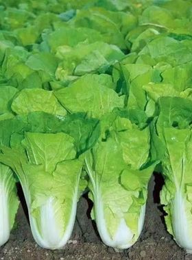 25天速生快菜四季奶油小白菜鲜嫩阳台小院高产耐热耐寒抗病蔬菜茽
