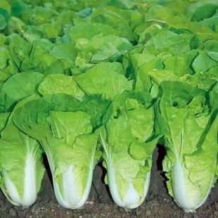 25天速生快菜四季奶油小白菜鲜嫩阳台小院高产耐热耐寒抗病蔬菜茽