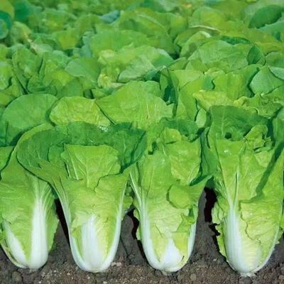 易种25天速生快菜四季奶油小白菜